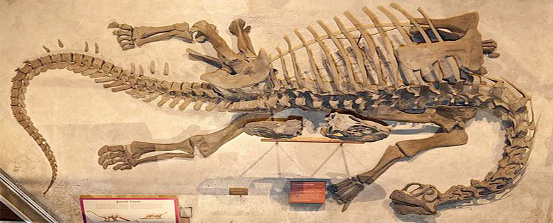 Camarasaurus Esqueleto
