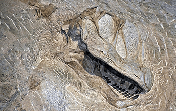 Camarasaurus