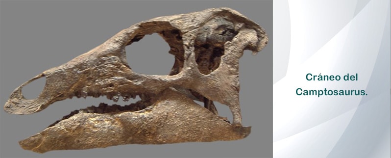 Camptosaurus Craneo