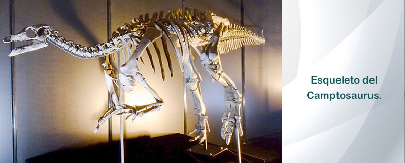 Camptosaurus Esqueleto