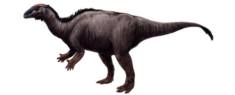 Camptosaurus