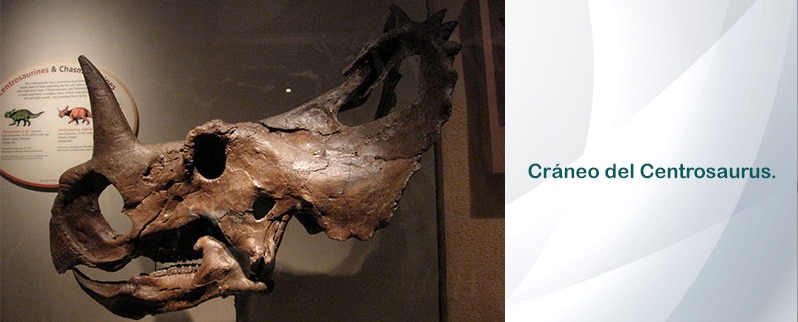 Centrosaurus Cráneo