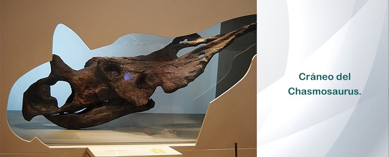 Chasmosaurus Cráneo