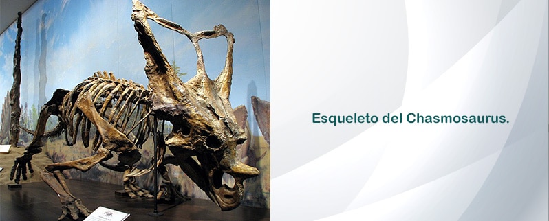 Chasmosaurus Esqueleto