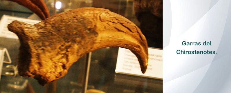 Chirostenotes Garras