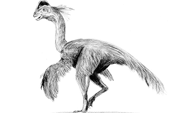 Chirostenotes