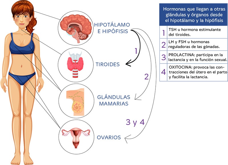 Ciclo menstrual en primaria para niños