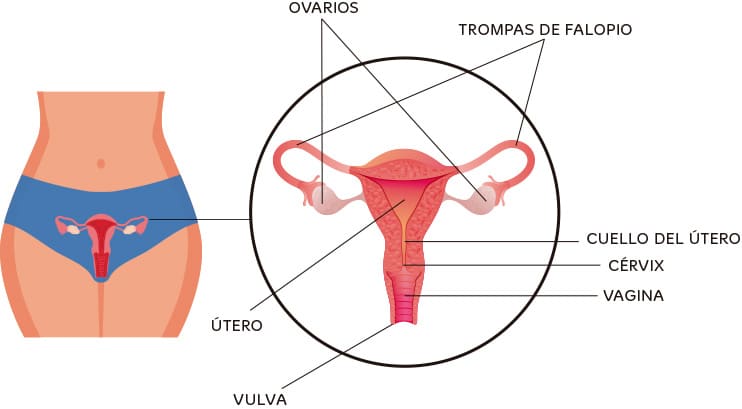 Ciclo menstrual en primaria