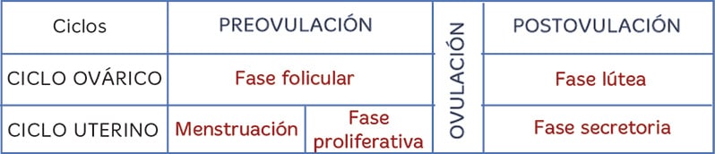 Ciclo menstrual para niños en primaria