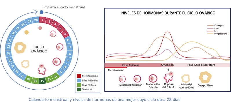 Ciclo menstrual para primaria para niños