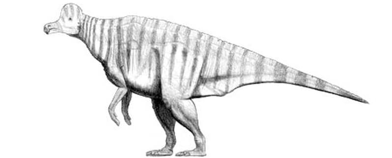 Corythosaurus
