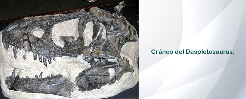 Daspletosaurus Cráneo