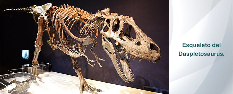 Daspletosaurus Esqueleto