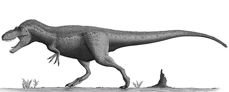 Daspletosaurus