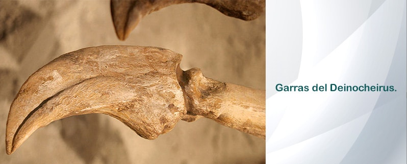 Deinocheirus Garras