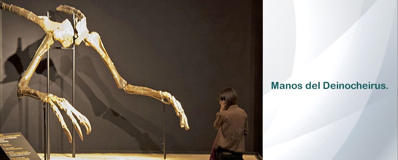 Deinocheirus Manos