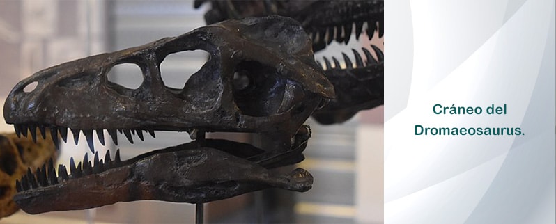 Dromaeosaurus Cráneo