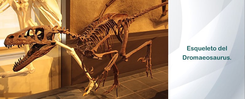 Dromaeosaurus Esqueleto