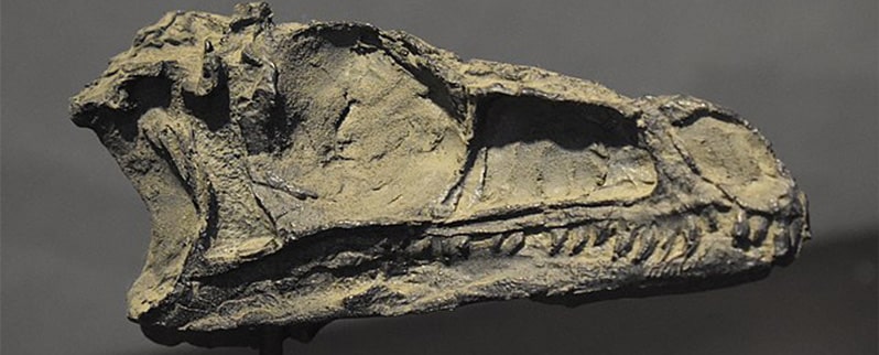 Eoraptor Cráneo
