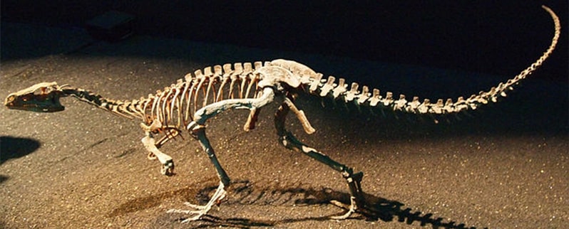 Eoraptor Esqueleto