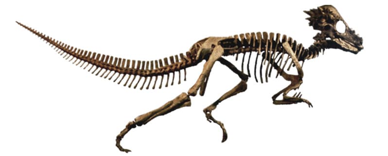 Esqueleto Pachycephalosaurus