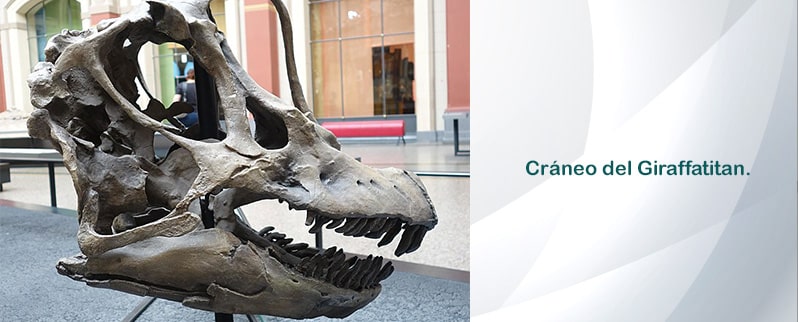 Giraffatitan Cráneo