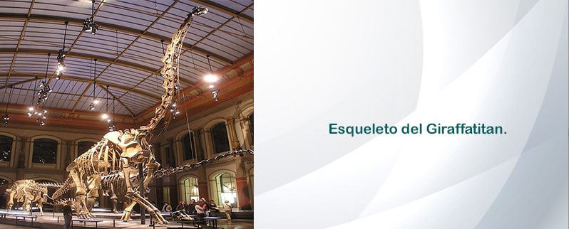 Giraffatitan Esqueleto