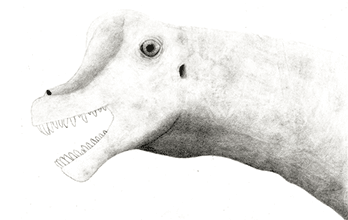 Giraffatitan