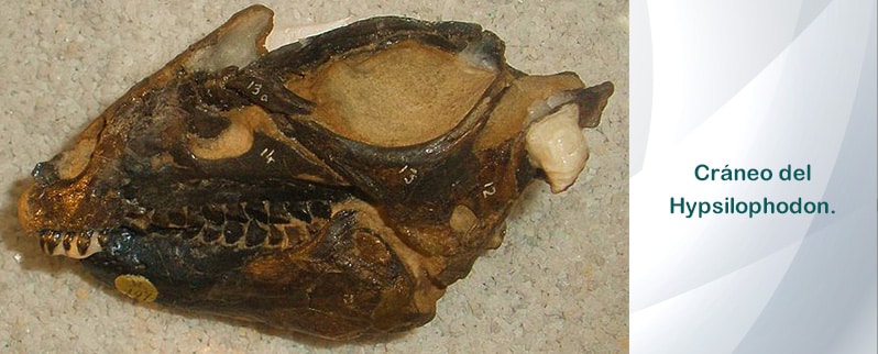 Hypsilophodon Cráneo