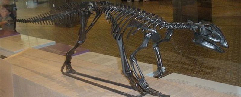 Hypsilophodon Esqueleto