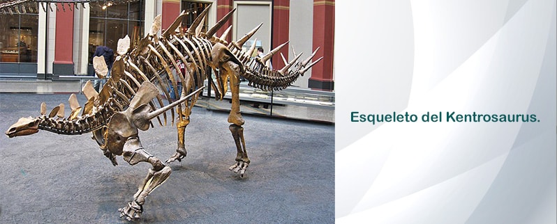Kentrosaurus Esqueleto