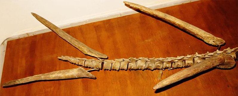 Kentrosaurus Huesos