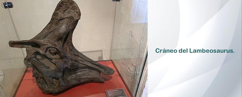 Lambeosaurus Craneo