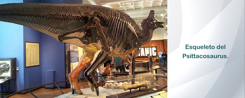 Lambeosaurus Esqueleto