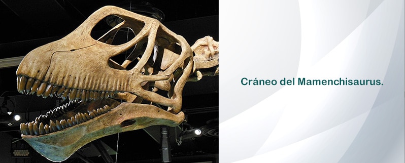 Mamenchisaurus Cráneo