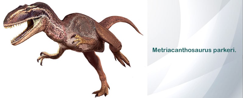 ▷ Metriacanthosaurus