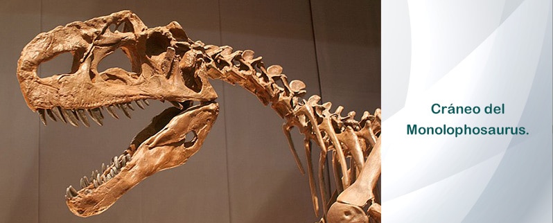 Monolophosaurus Cráneo