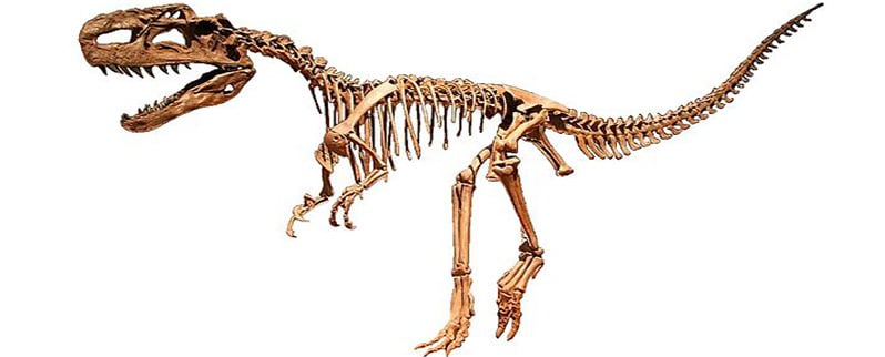 Monolophosaurus Esqueleto