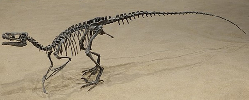 Ornitholestes Esqueleto
