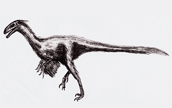 Ornitholestes