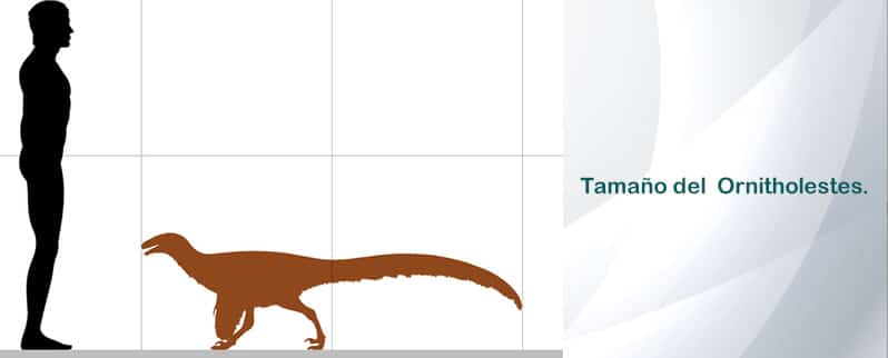 Ornitholestes Tamaño
