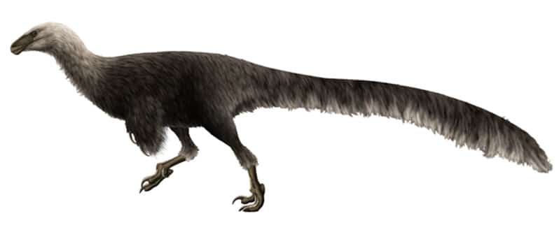 Ornitholestes