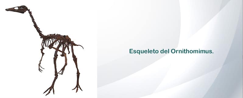 Ornithomimus Esqueleto
