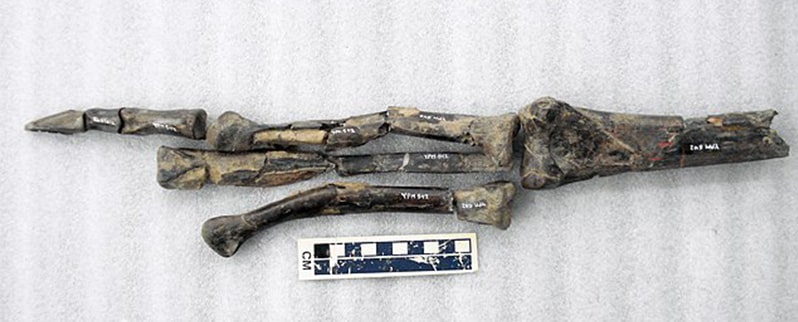 Ornithomimus Huesos