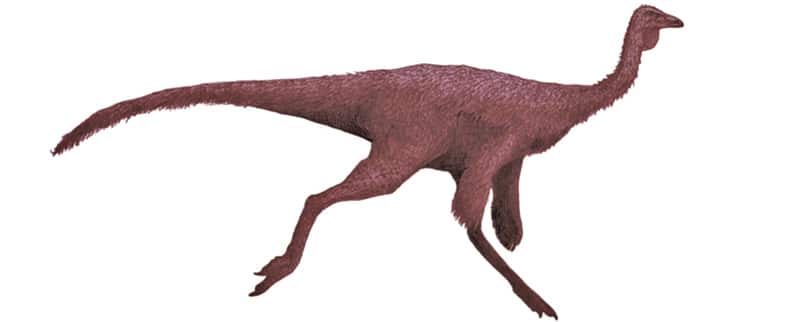 Ornithomimus