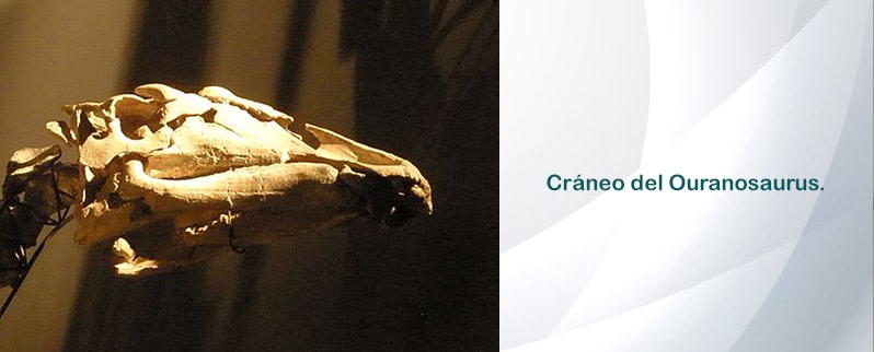 Ouranosaurus Cráneo