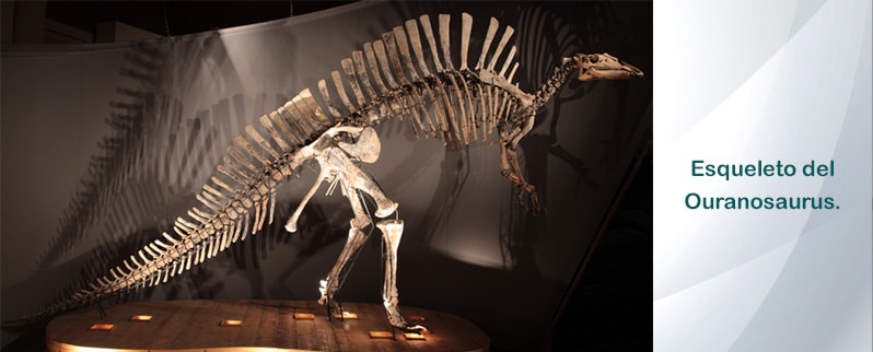 Ouranosaurus Esqueleto