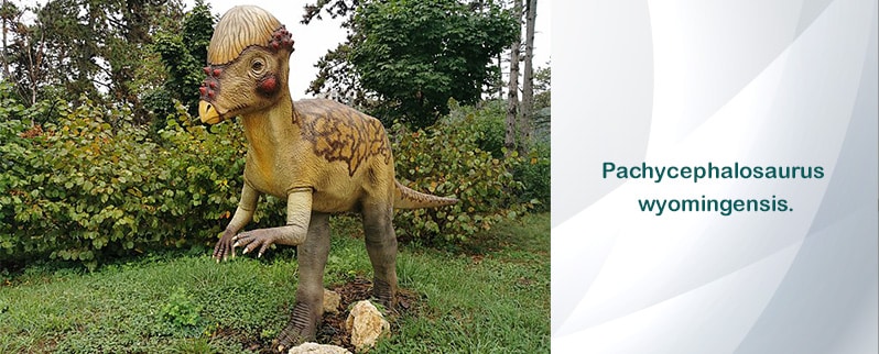 Pachycephalosaurus