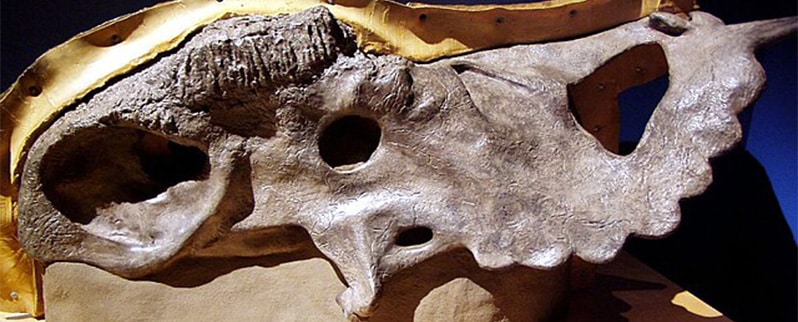 Pachyrhinosaurus Cráneo