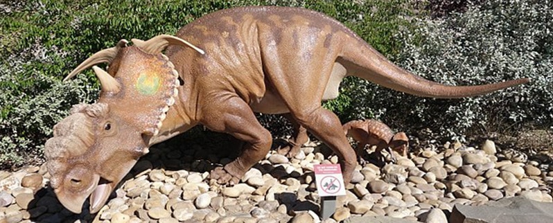 Pachyrhinosaurus